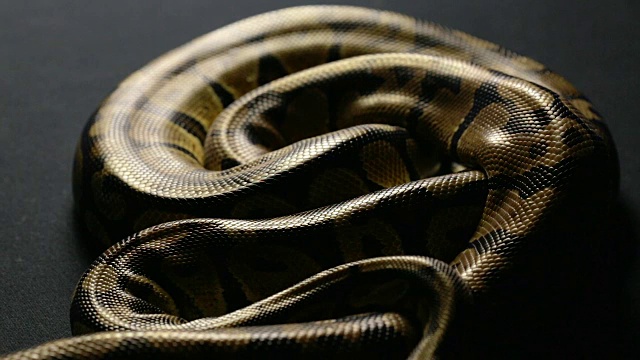 蛇皮图案的皇家蟒蛇在阴影视频下载