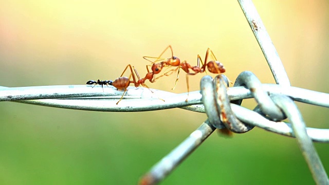 蚂蚁在铁丝网上接吻视频下载