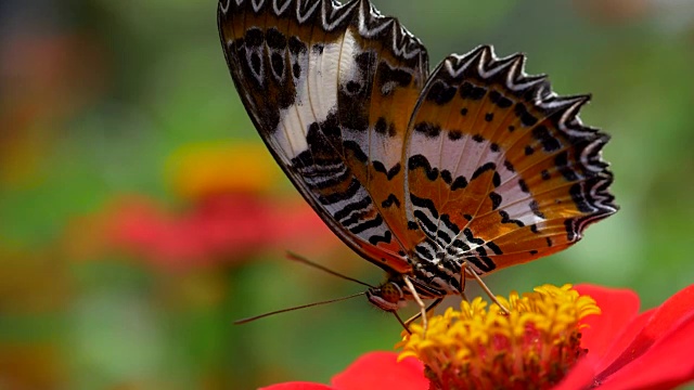 大帝王蝶正在吃粉红色的花。近距离慢动作高质量的投篮视频素材