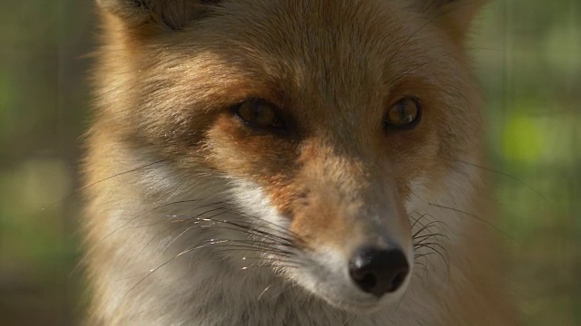 一只红色毛茸茸的狐狸的头视频素材