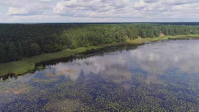 湖睡莲海草无人机和松林视频下载