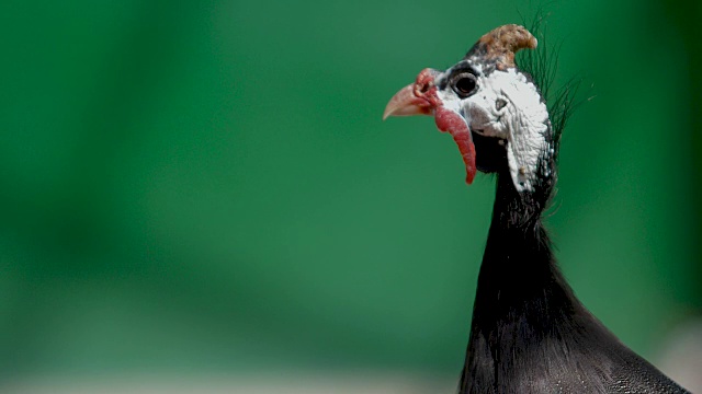 几内亚母鸡的侧面肖像视频素材