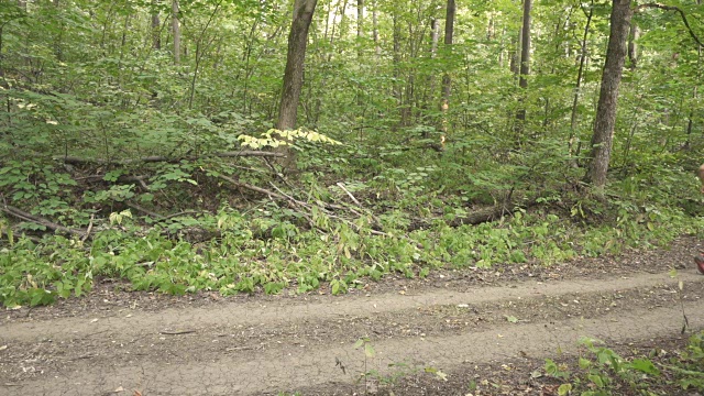 在夏天的森林里奔跑的人。慢跑动机在绿色公园美丽的励志景观视频下载
