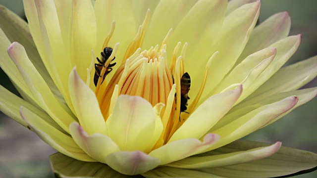 蜜蜂从莲花中采集花蜜和花粉视频下载