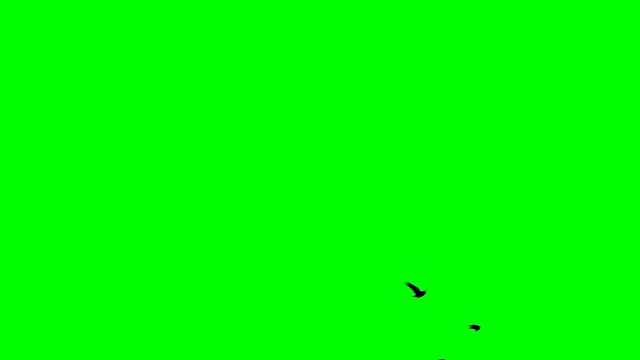鸟在绿色屏幕上的颜色视频素材