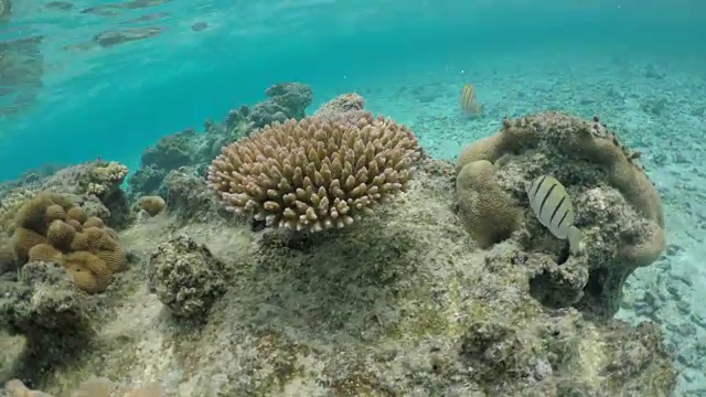 库克群岛拉罗汤加泻湖，一名年轻女子在水下浮潜。视频素材