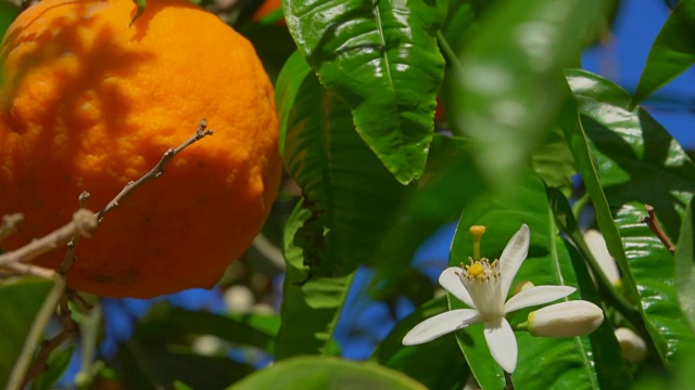盛开的橘子树视频下载