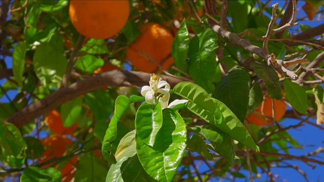 在成熟的橘子的背景上开着橙色的花视频下载