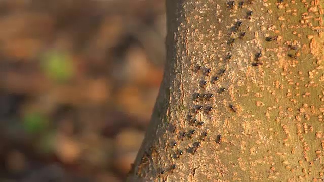 雨林中的蚂蚁。视频素材