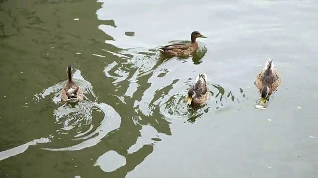 鸭子在水面上游泳视频下载
