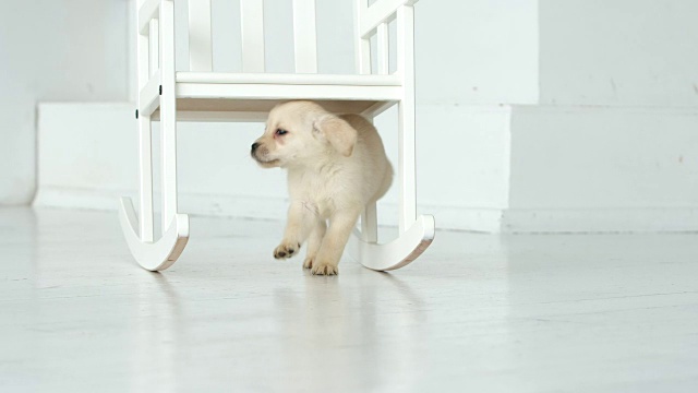 在一间白色的房间里，一只拉布拉多小狗走在椅子下面视频素材