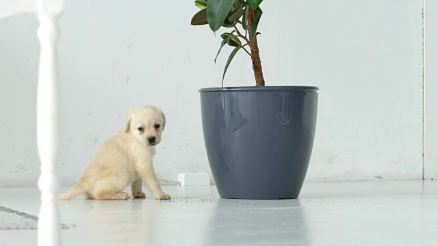 一只拉布拉多小狗坐在房间里的一朵大花旁边视频素材