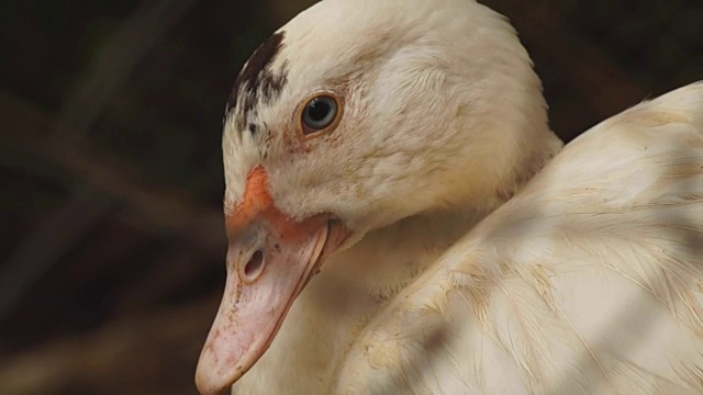 梳毛的北京鸭在它们的栖息地休息视频素材