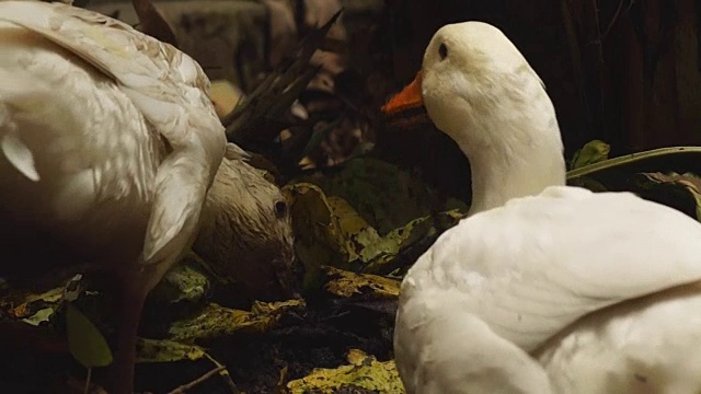 白色北京鸭从被丢弃的蔬菜中找到食物视频素材