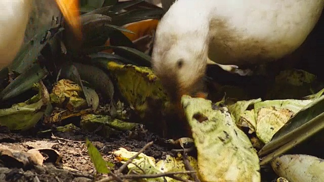 白色北京鸭从被丢弃的蔬菜中找到食物视频素材