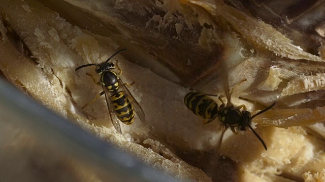 蜜蜂吃鸡肉的慢镜头视频素材