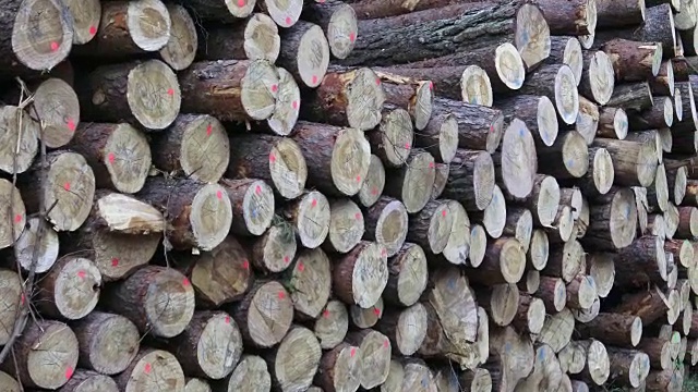 许多原木堆成一堆。一大堆木头。视频素材