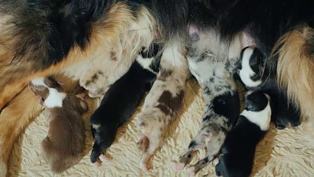 几只澳大利亚牧羊犬幼犬吃母乳视频素材