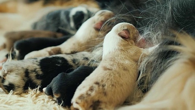 许多新生幼犬都吃母乳。特写镜头视频素材
