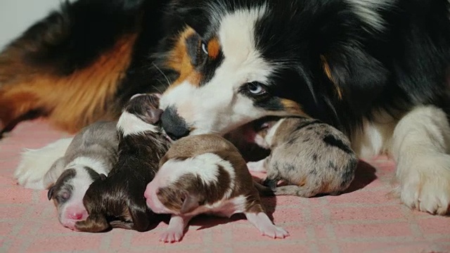 狗妈妈照顾新生的小狗。照顾后代视频素材