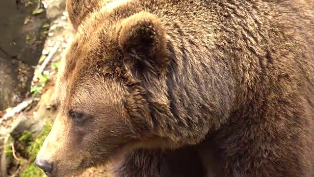 来自比利牛斯的棕熊视频素材