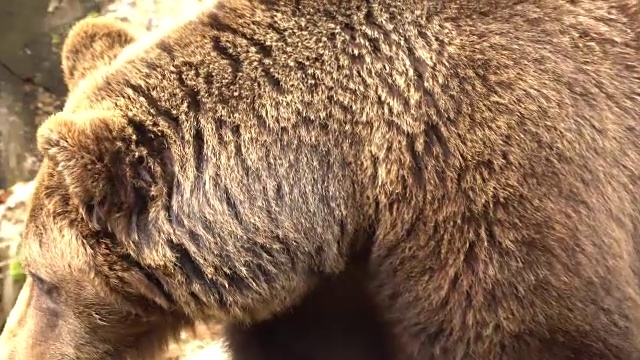 来自比利牛斯的棕熊视频素材