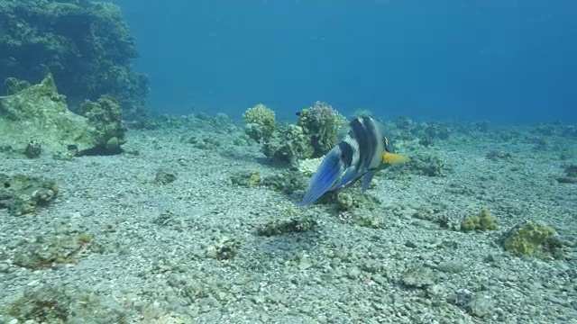 红海扫帚尾濑鱼视频素材