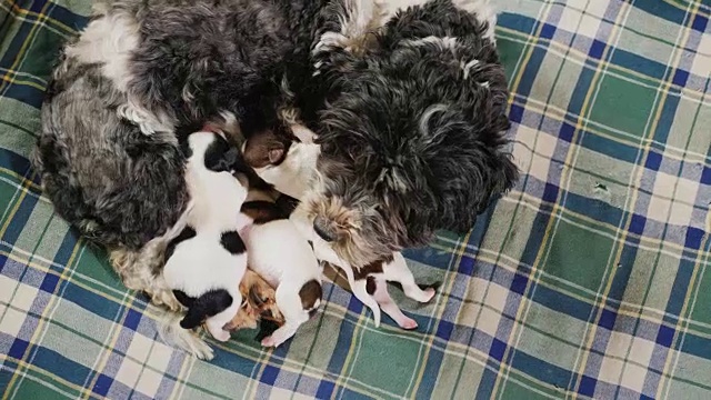 俯视图:几只新生的小狗躺在狗妈妈旁边视频素材