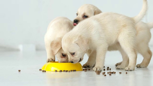 三只拉布拉多小狗在地板上吃着黄色的碗里的干粮视频素材