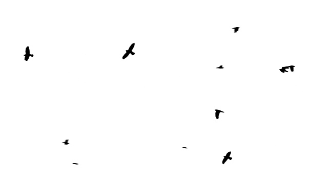 黑色的鸟飞在顶部阿尔法通道底部视图视频素材