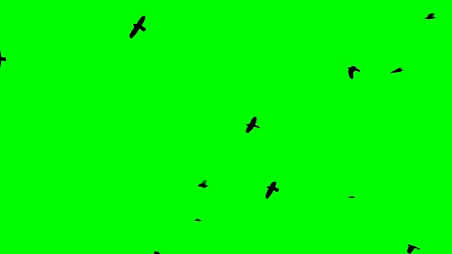 色键鸟群在天空alpha通道底部视图视频素材
