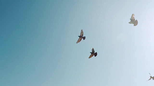 群鸽子。一群鸟迎着天空飞翔。慢镜头120帧/秒视频素材