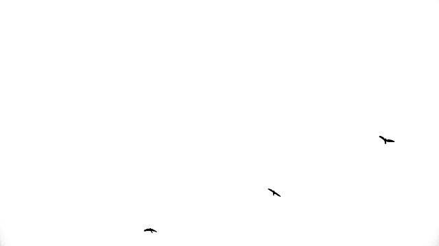 黑鸟的缓慢飞行。视频素材