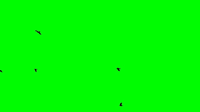 黑色的鸟飞在顶部的绿色屏幕背景Alpha通道底部视图视频素材