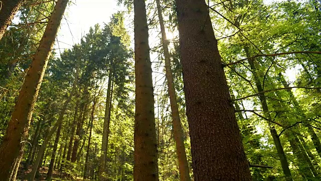 阳光照耀春天的森林视频素材