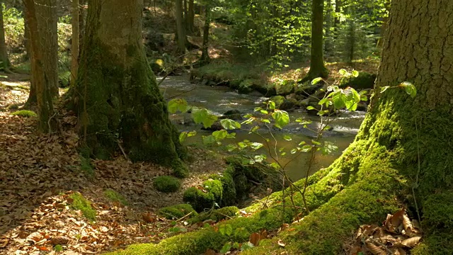 田园诗般的春林中的河岸视频素材