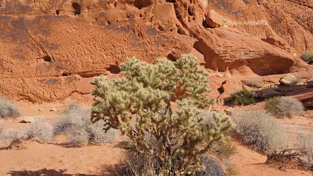 莫哈韦沙漠红岩峡谷的近距离仙人掌全景图视频素材