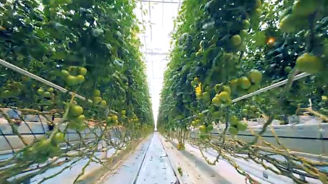 快速镜头西红柿的灌木排在温室与通道之间视频素材
