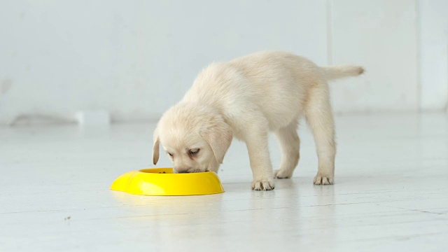 一只拉布拉多小狗在地板上吃一只黄色的碗视频素材