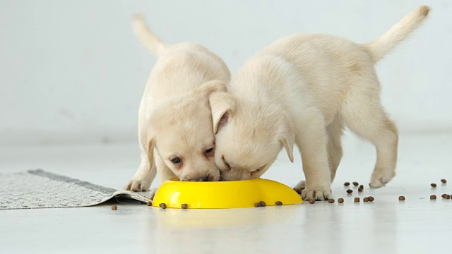 两只拉布拉多小狗滑稽地在地板上吃着一只黄色的碗视频素材