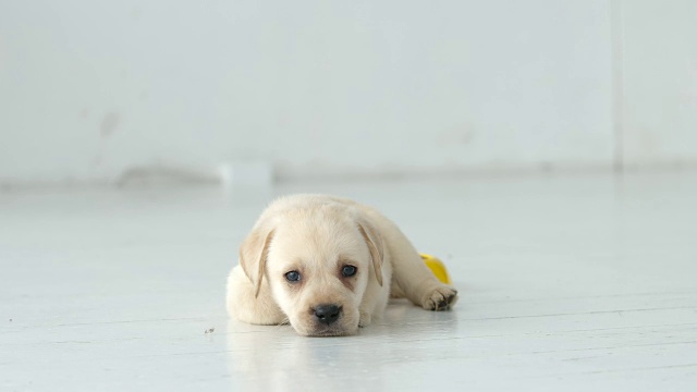 拉布拉多小狗吃东西，躺在地板附近视频素材