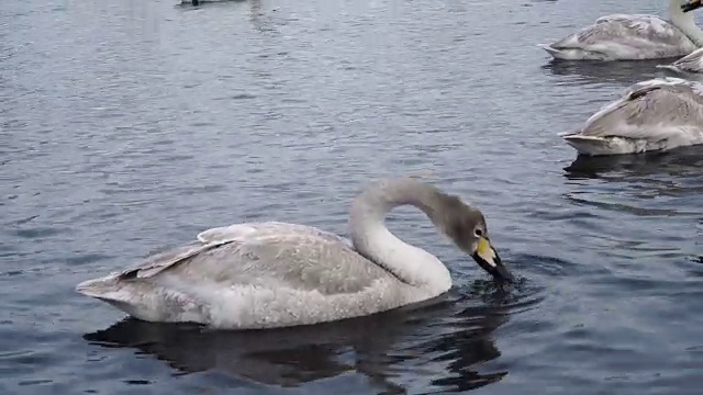 天鹅一家在湖里游泳。年轻的灰天鹅特写。冬季候鸟4k视频素材