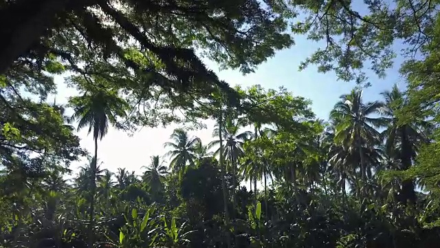 丛林森林拍摄视频下载