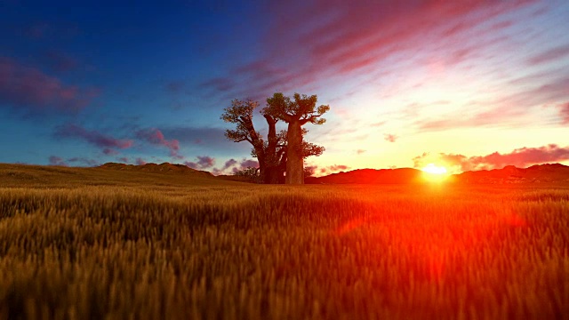 日落时分非洲风景中的猴面包树视频素材