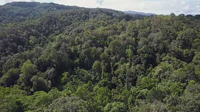 山和丛林的树木射击视频下载