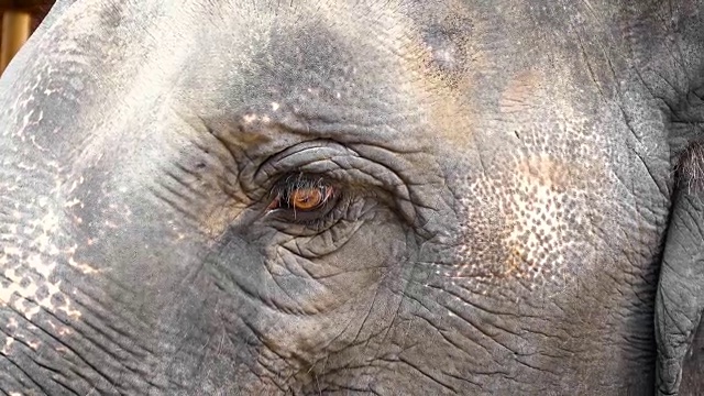 4K:大象的眼睛特写视频素材
