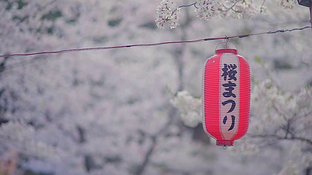 樱花在日本视频下载