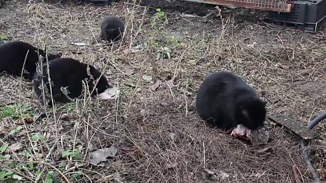 黑猫吃鱼视频素材