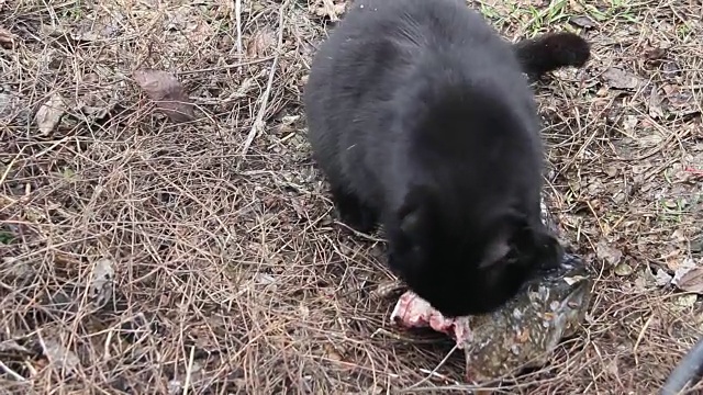 黑猫吃鱼视频素材
