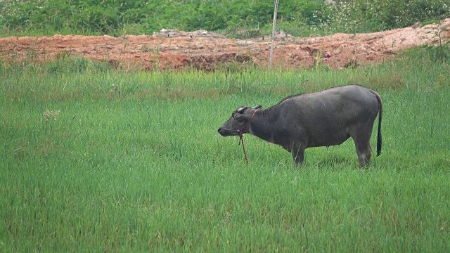 绿色稻田里的亚洲水牛视频素材
